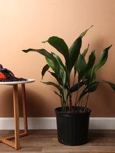 Load image into Gallery viewer, Cast Iron Plant (Aspidistra elatior)...Perfect for beginner plant parents! Chicago Delivery Only. 5-10 Days.