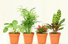 Load image into Gallery viewer, The Pet-Safe Sampler Kit - 4 Plants