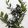 Load image into Gallery viewer, 6" Olive Tree - 18-24" tall⭐⭐⭐⭐⭐ Chicago Area Delivery Only