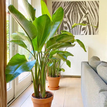 Load image into Gallery viewer, White Bird of Paradise 4-5’ Tall (Strelitzia nicolai) ⭐⭐⭐⭐⭐ Chicago Area Delivery Only. 5-10 days