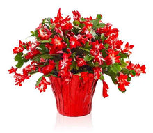 Load image into Gallery viewer, Christmas Cactus (Red/Pink) ⭐⭐⭐⭐⭐