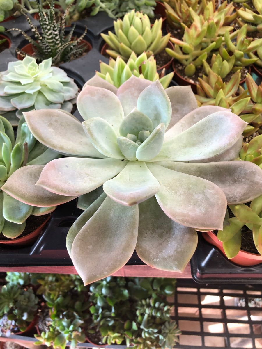 echeveria miranda succulent Echeveria Miranda Colorata (Echeveria Hybrid) ⭐⭐⭐⭐⭐