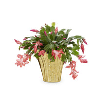 Load image into Gallery viewer, Christmas Cactus (Red/Pink) ⭐⭐⭐⭐⭐