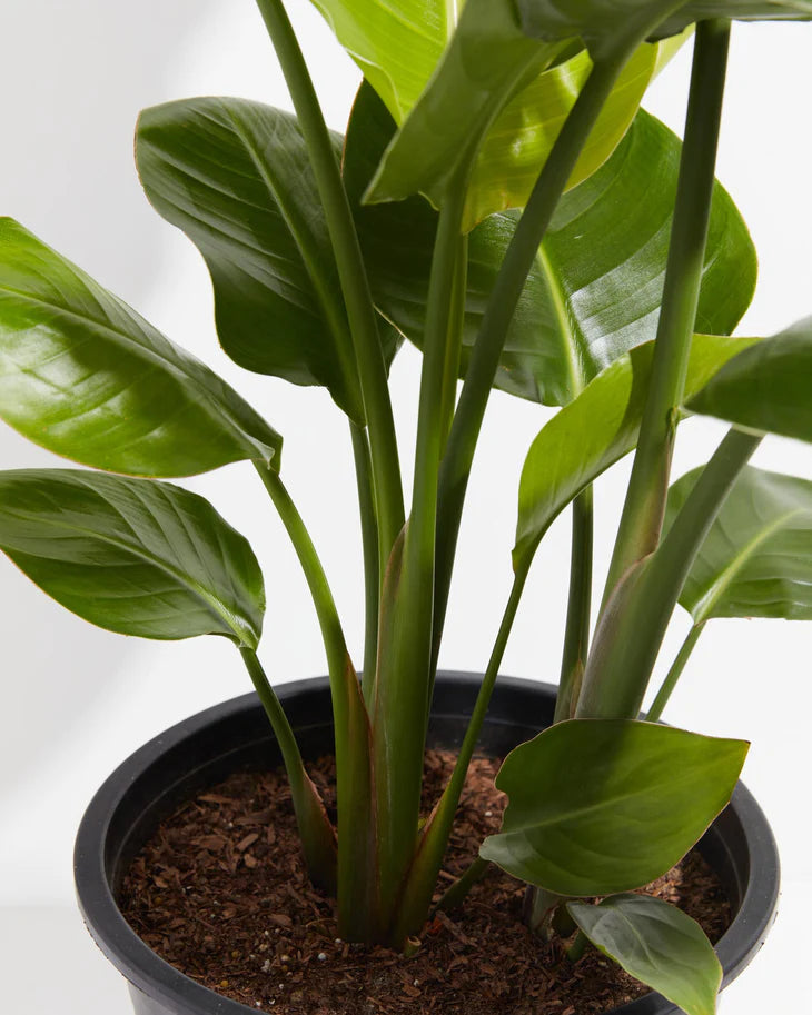 White Bird of Paradise 4-5' Tall (Strelitzia nicolai) Chicago Ar – Living  Art USA