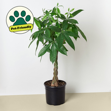 Load image into Gallery viewer, 10" (4’ Tall) Money Tree  (Pachira) ⭐⭐⭐⭐⭐ Chicago Delivery Only. 5-10 Days.