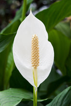 Load image into Gallery viewer, 6" Spathiphyllum (Peace Lilly) ⭐⭐⭐⭐⭐