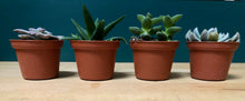 Load image into Gallery viewer, Mini Succulent Gift Set $34.95 Set of 4