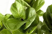Load image into Gallery viewer, 10" Fiddle Leaf Fig Bush (Ficus Lyrata)  ⭐⭐⭐⭐⭐ Chicago Area Delivery Only.