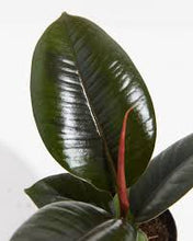 Load image into Gallery viewer, Ficus Burgundy (Ficus burgundy elastica) Chicago Delivery only for 10” size. ⭐⭐⭐⭐⭐