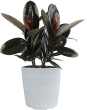 Load image into Gallery viewer, Ficus Burgundy (Ficus burgundy elastica) Chicago Delivery only for 10” size. ⭐⭐⭐⭐⭐