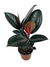 Load image into Gallery viewer, Ficus Burgundy (Ficus burgundy elastica) Chicago Delivery only for 10” size. ⭐⭐⭐⭐⭐