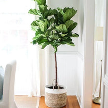 Load image into Gallery viewer, 10" Fiddle Leaf  Fig Tree (Ficus Lyrata)  ⭐⭐⭐⭐⭐ Chicago Area Delivery Only. 5-10 Days