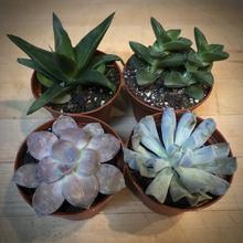 Load image into Gallery viewer, Mini Succulent Gift Set $34.95 Set of 4
