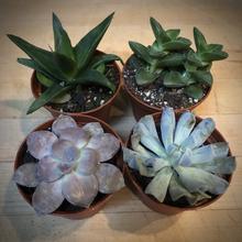 Load image into Gallery viewer, Mini Succulent Gift Set $34.95 Set of 4