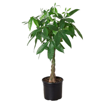 Load image into Gallery viewer, 10" (4’ Tall) Money Tree  (Pachira) ⭐⭐⭐⭐⭐ Chicago Delivery Only. 5-10 Days.