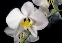 Load image into Gallery viewer, Double Stem Phalaenopsis White Orchid  ⭐⭐⭐⭐⭐ Chicago Area Delivery Only