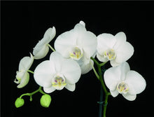Load image into Gallery viewer, Double Stem Phalaenopsis White Orchid  ⭐⭐⭐⭐⭐ Chicago Area Delivery Only