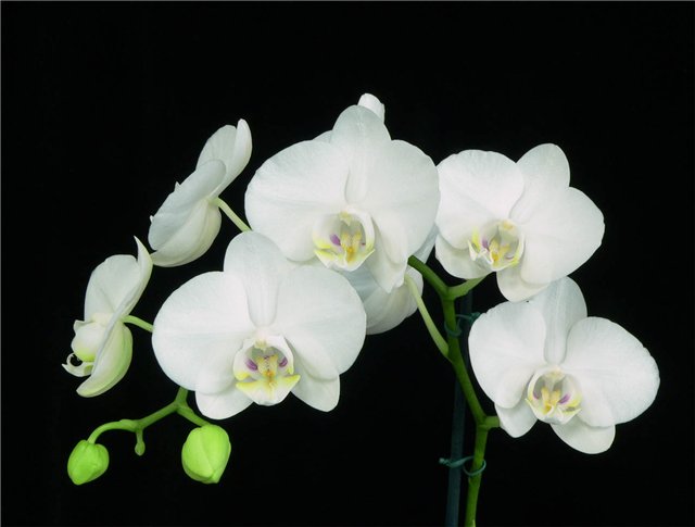 White Wall Orchids - Delivery