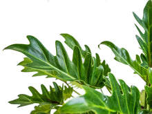 Load image into Gallery viewer, Lacy Leaf Philodendron ⭐⭐⭐⭐⭐