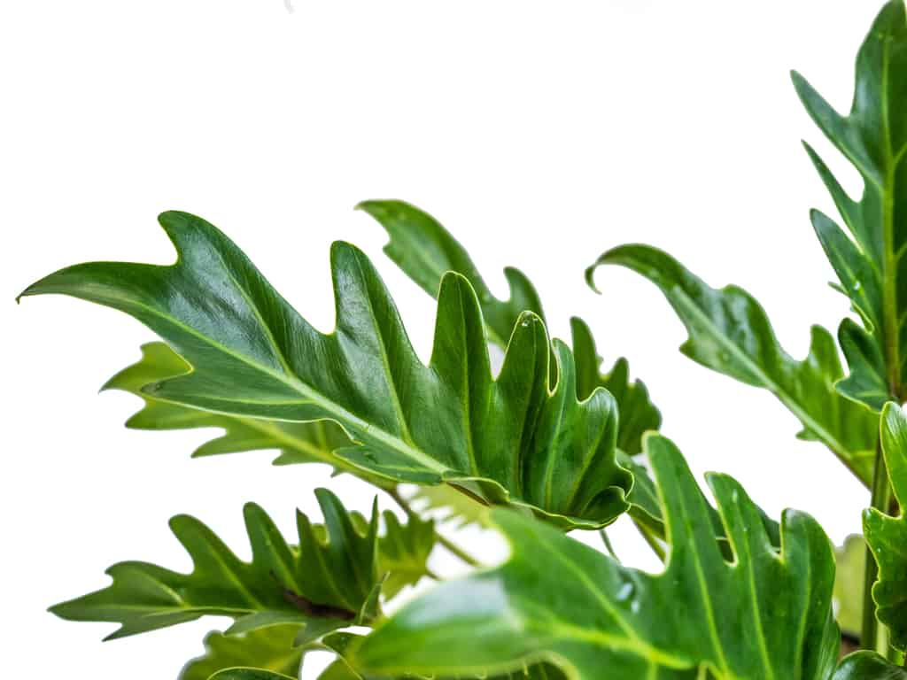 Lacy Leaf Philodendron – Living Art USA