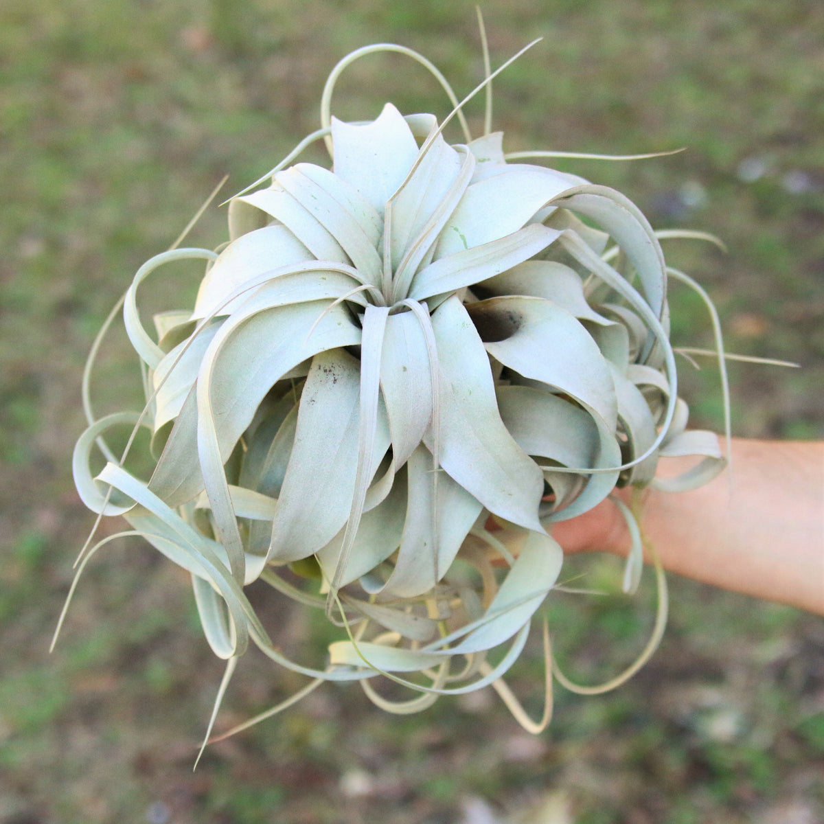 zero grafica air plant Xerographica Giant Air Plant (tillandsia xerographica) – Living Art USA