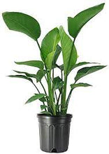 Load image into Gallery viewer, White Bird of Paradise 4-5’ Tall (Strelitzia nicolai) ⭐⭐⭐⭐⭐ Chicago Area Delivery Only. 5-10 days