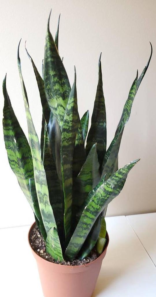 bogenhanf black coral Black Coral (Sanservieria Trifasciata) 2-3' Tall Chicago Area De – Living  Art USA