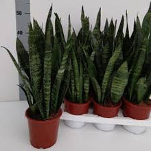 Load image into Gallery viewer, Black Coral (Sanservieria Trifasciata) 2-3' Tall ⭐⭐⭐⭐⭐ Chicago Area Delivery Only