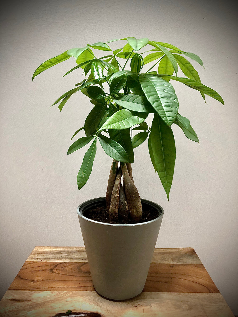 money tree plant chicago il Money Tree (Pachira Braided) – Living Art USA