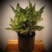 Load image into Gallery viewer, Aglaonema Snow White⭐⭐⭐⭐⭐