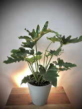 Load image into Gallery viewer, Lacy Leaf Philodendron ⭐⭐⭐⭐⭐