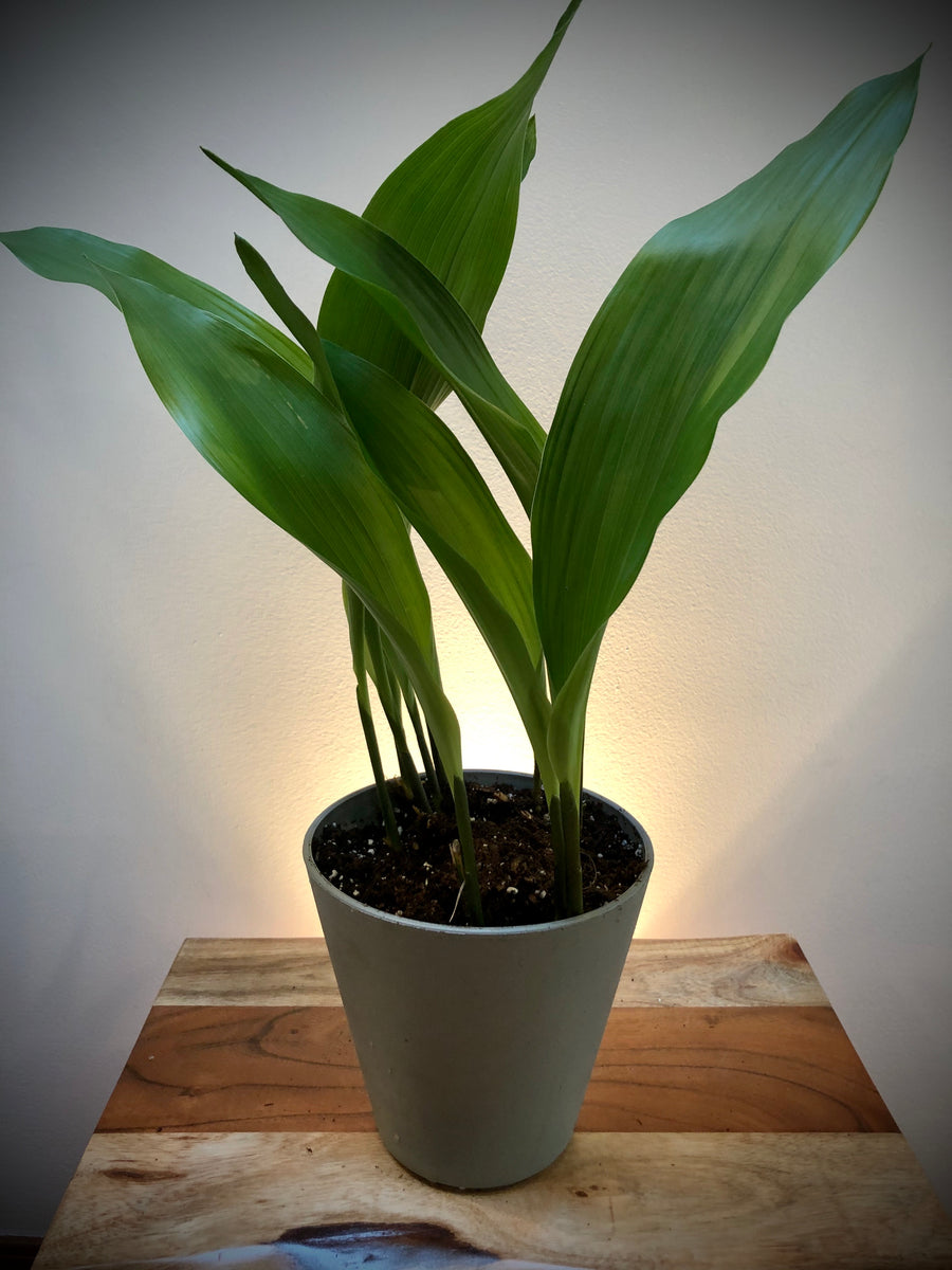 Cast Iron Plant (Aspidistra elatior)...Perfect for beginner plant pare –  Living Art USA