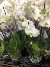 Load image into Gallery viewer, Double Stem Phalaenopsis White Orchid  ⭐⭐⭐⭐⭐ Chicago Area Delivery Only