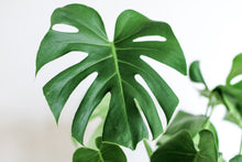 Load image into Gallery viewer, 10” Monstera (Deliciosa)  ⭐⭐⭐⭐⭐ Chicago Area Delivery Only. 5-10 Days