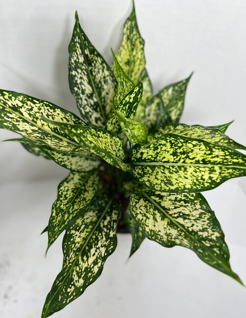 aglaonema blancanieves Aglaonema Snow White Plant