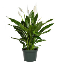Load image into Gallery viewer, 8" Spathiphyllum Large (Peace Lilly w/ Flowers) ⭐⭐⭐⭐⭐ Chicago Area Delivery Only. 5-10 Days