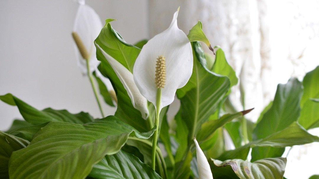 large peace lily plant for delivery 8" Spathiphyllum Large (Peace Lilly w/ Flowers) Chicago Area Del – Living Art USA