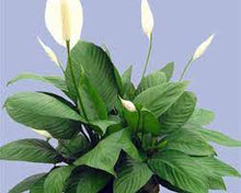 Load image into Gallery viewer, 8" Spathiphyllum Large (Peace Lilly w/ Flowers) ⭐⭐⭐⭐⭐ Chicago Area Delivery Only. 5-10 Days