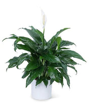 Load image into Gallery viewer, 6" Spathiphyllum (Peace Lilly) ⭐⭐⭐⭐⭐