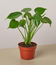 Load image into Gallery viewer, Little Monstera ⭐⭐⭐⭐⭐