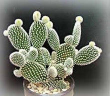 Load image into Gallery viewer, Opuntia Microdasys (White Angel Wings)⭐⭐⭐⭐⭐