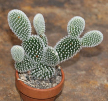 Load image into Gallery viewer, Opuntia Microdasys (White Angel Wings)⭐⭐⭐⭐⭐