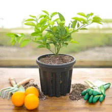 Load image into Gallery viewer, Mini Citrus Fruit Trees - 18-24&quot; Tall
