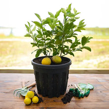 Load image into Gallery viewer, Mini Citrus Fruit Trees - 18-24&quot; Tall
