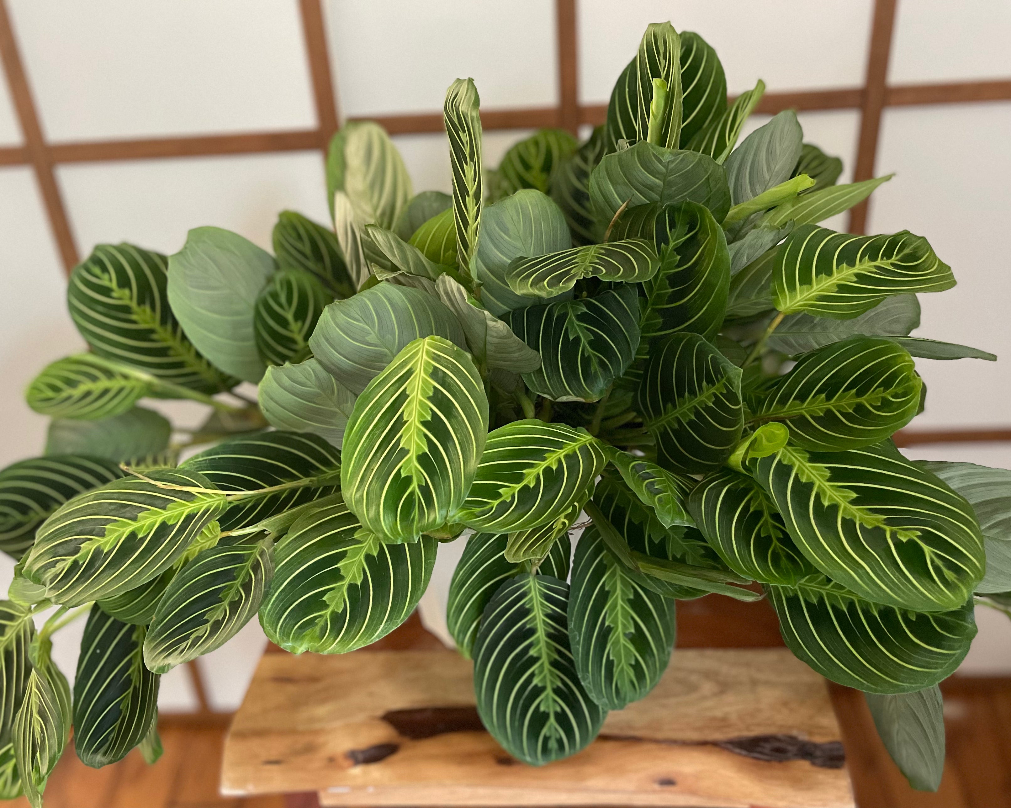 prayer plant big Prayer Plant (Maranta) ⭐⭐⭐⭐⭐