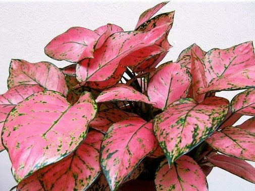 aglaonema hybrid plant Pink Aglaonema (Thai Hybrid) – Living Art USA