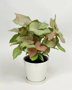 pink and green plants indoor Pink Allusions (Nephthytis Arrowhead) – Living Art USA