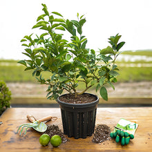 Load image into Gallery viewer, Mini Citrus Fruit Trees - 18-24&quot; Tall
