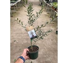 Load image into Gallery viewer, 6" Olive Tree - 18-24" tall⭐⭐⭐⭐⭐ Chicago Area Delivery Only
