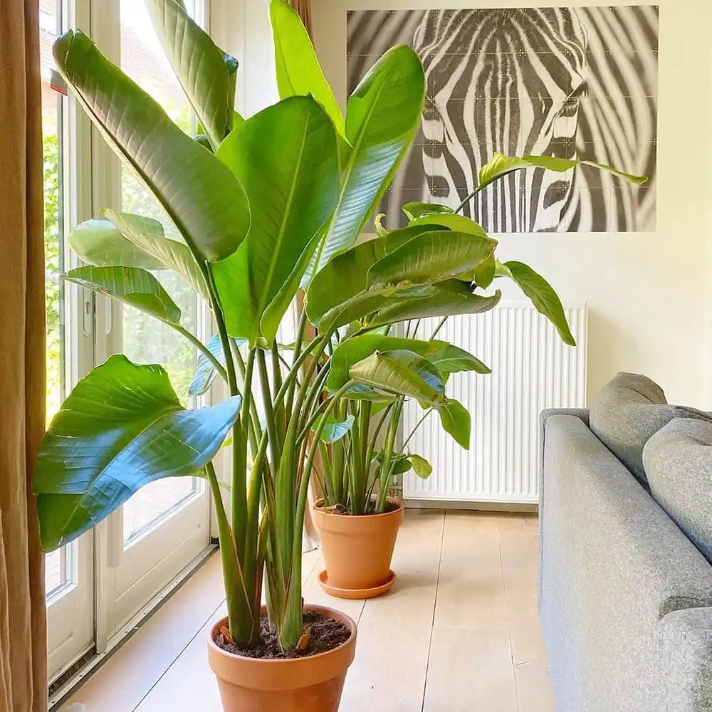 White Bird of Paradise 4-5' Tall (Strelitzia nicolai) Chicago Ar – Living  Art USA